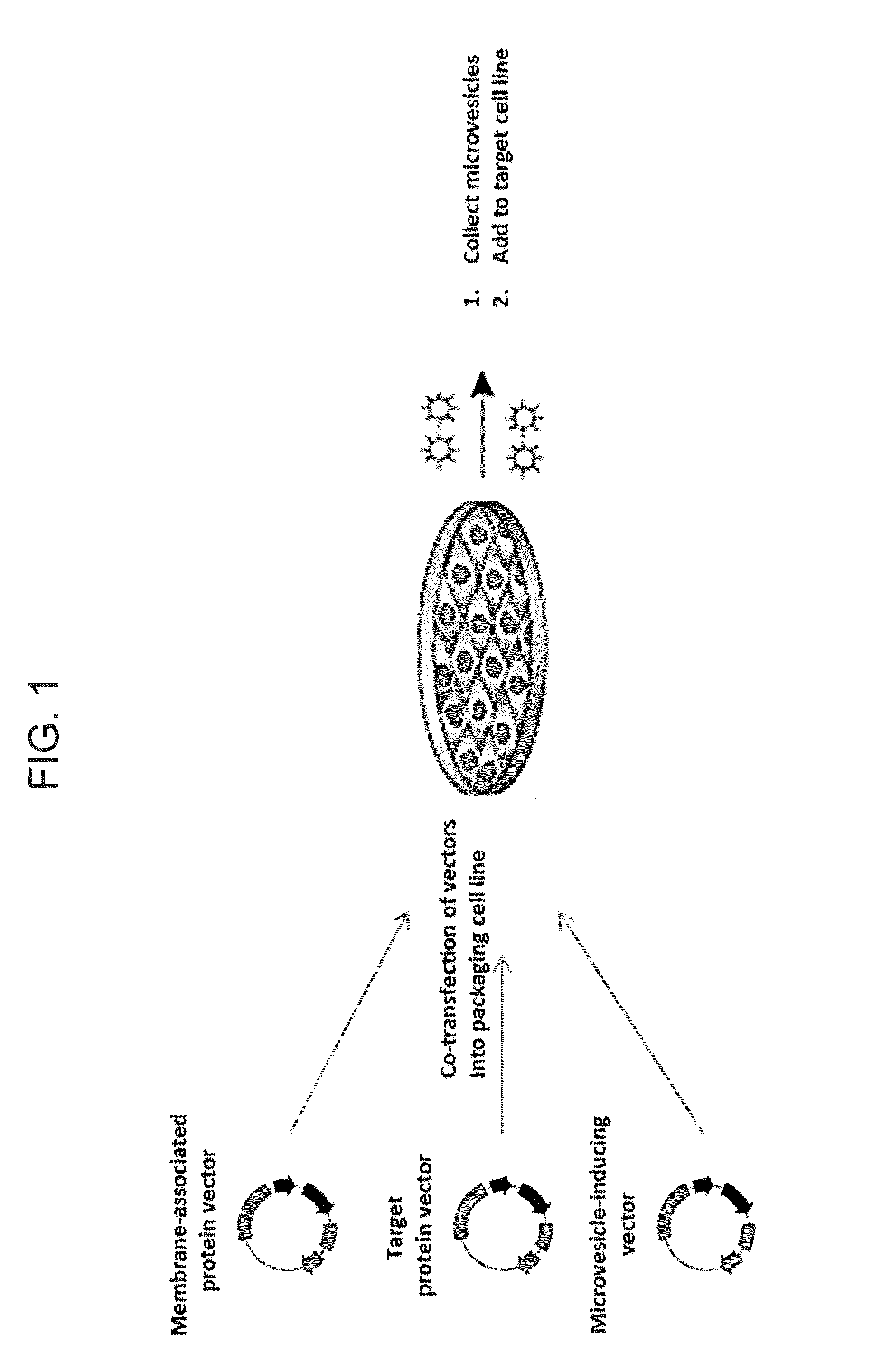 Protein enriched microvesicles and methods of making and using the same