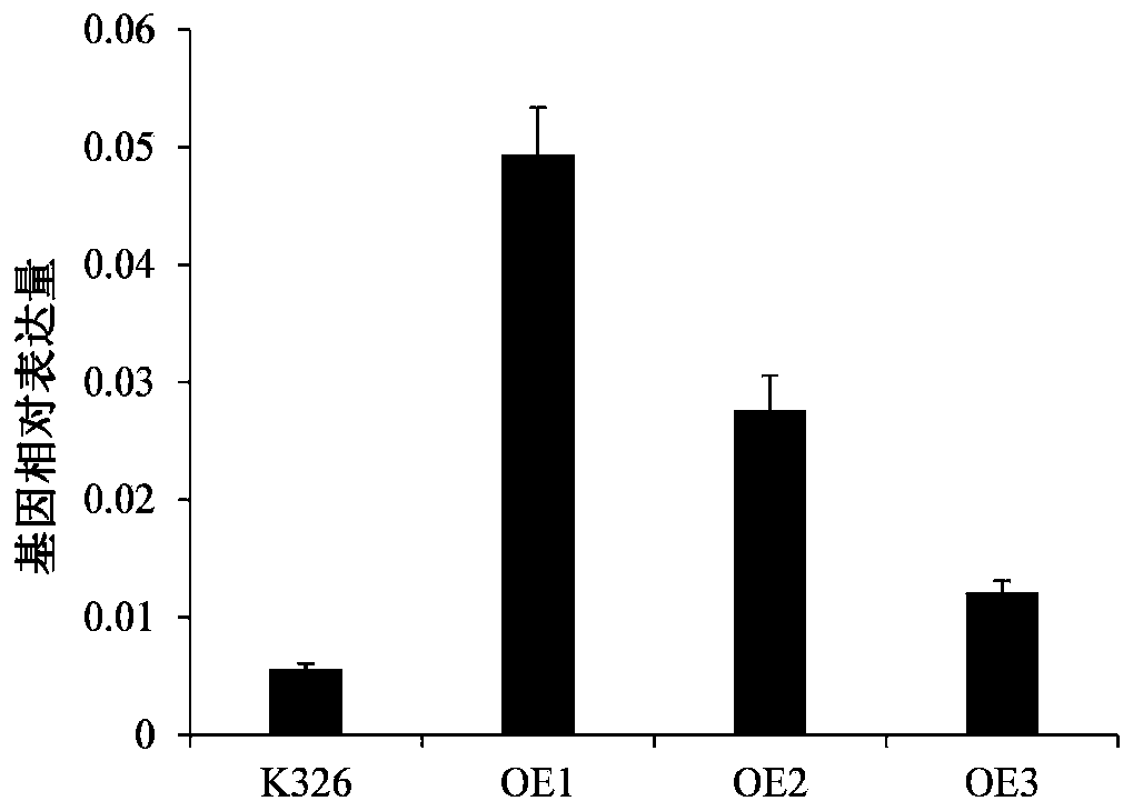 A gene, protein and application thereof involved in tobacco salt stress response