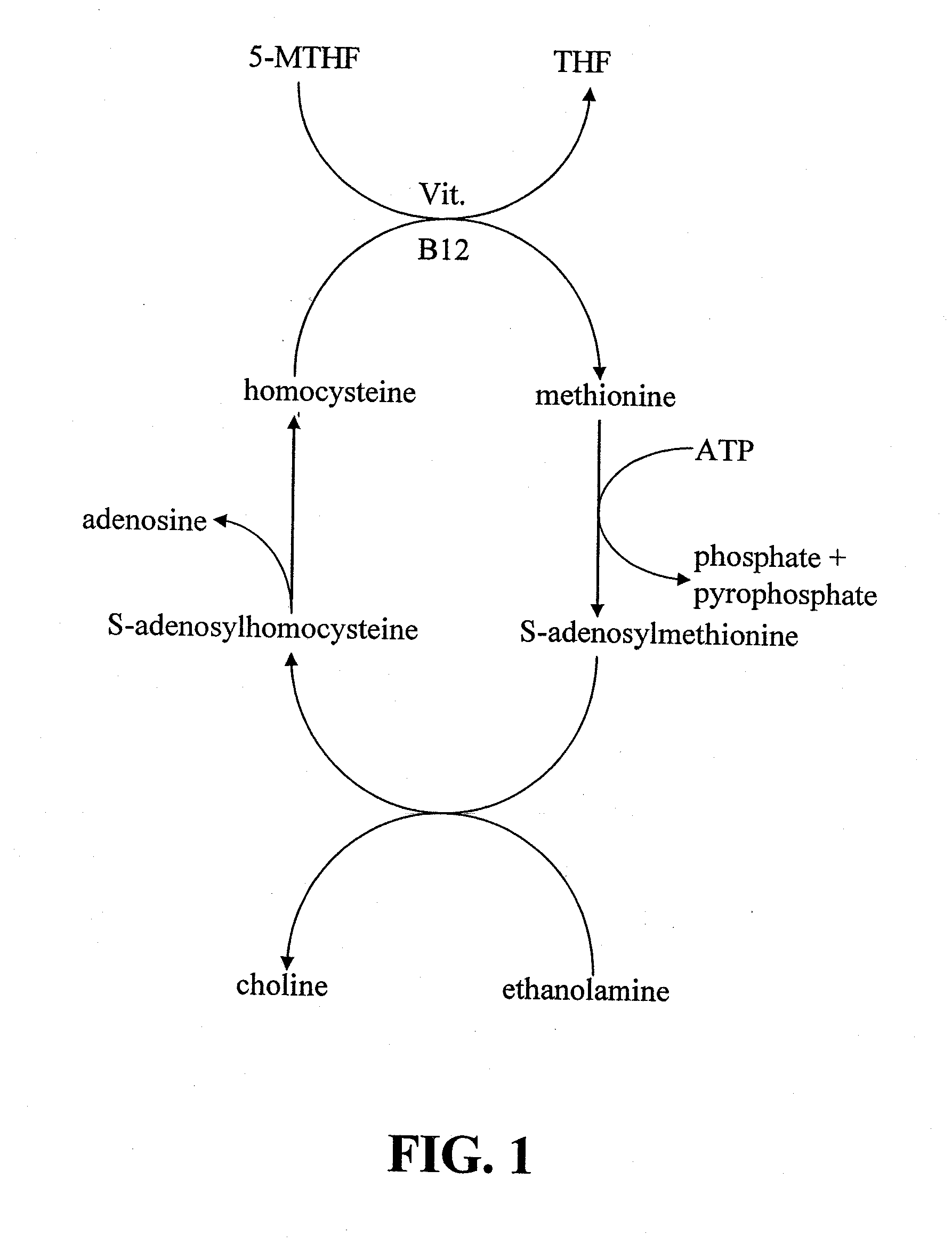 METHODS OF PRODUCING NUTRITIONAL SUPPLEMENTS USING MUSHROOMS FROM THE SPECIES Poria cocos OR Flammulina velutipes