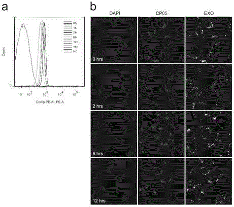 Small peptide and compositions formed by small peptide connection