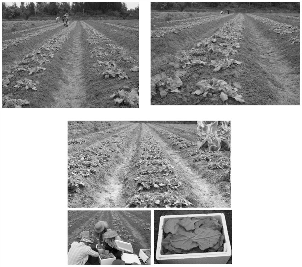 A method of planting ice vegetables in saline-alkali land