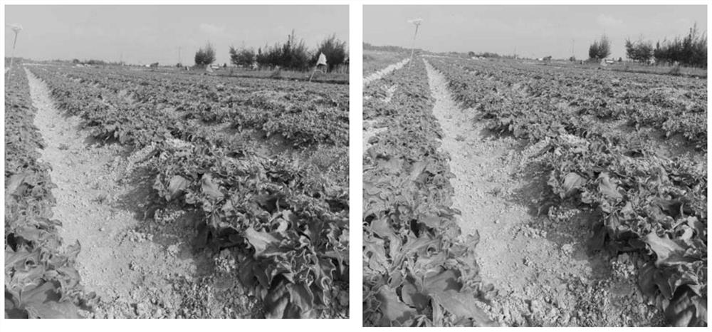 A method of planting ice vegetables in saline-alkali land