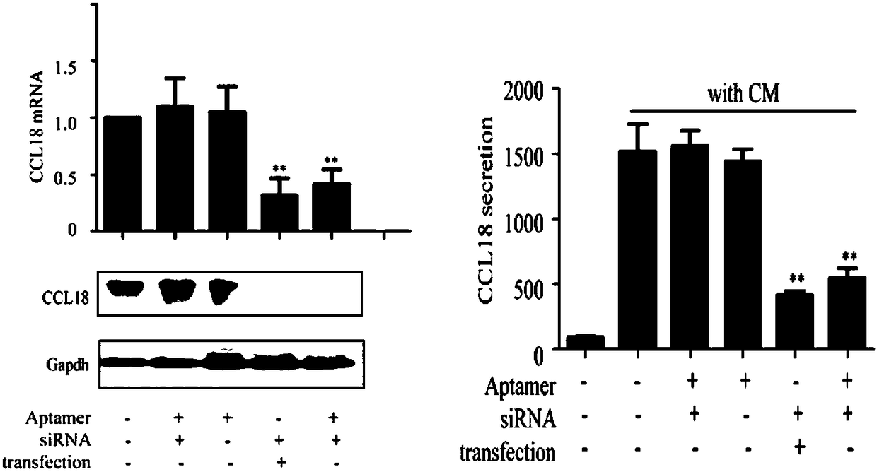 Specific DNA aptamer for CD4 positive cell and chimera of specific DNA aptamer