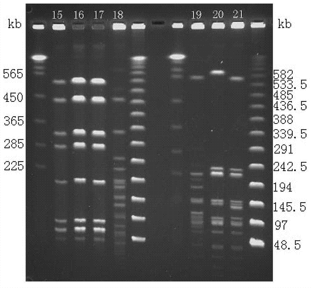 Rapid pulse field gel electrophoresis typing method for streptococcus fish