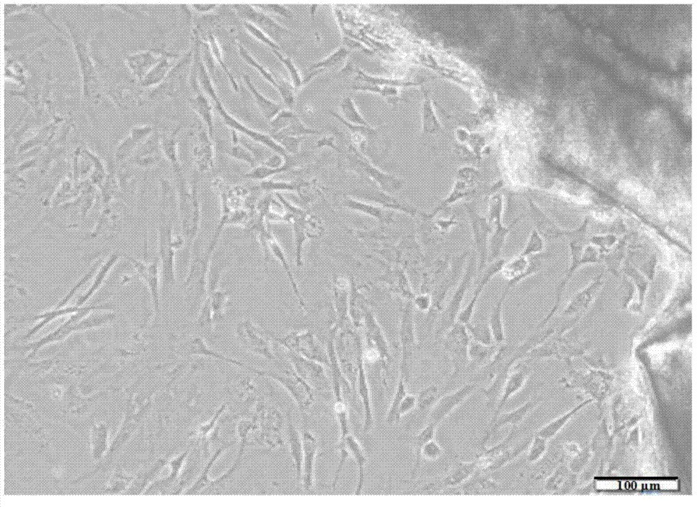 Grass goldfish pelvic fin cell line constructing method