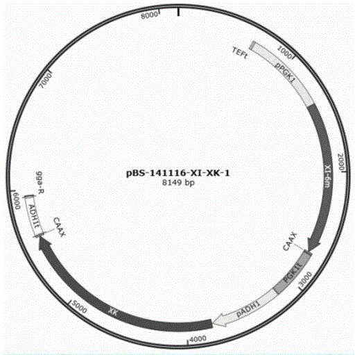 Recombined saccharomyces cerevisiae strain for producing ethyl alcohol, construction method of recombined saccharomyces cerevisiae strain and method for producing ethyl alcohol through recombined saccharomyces cerevisiae strain