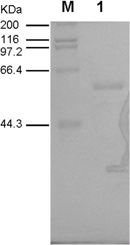 A mutant tba-h2 of acid-resistant high-temperature beta-amylase and its application