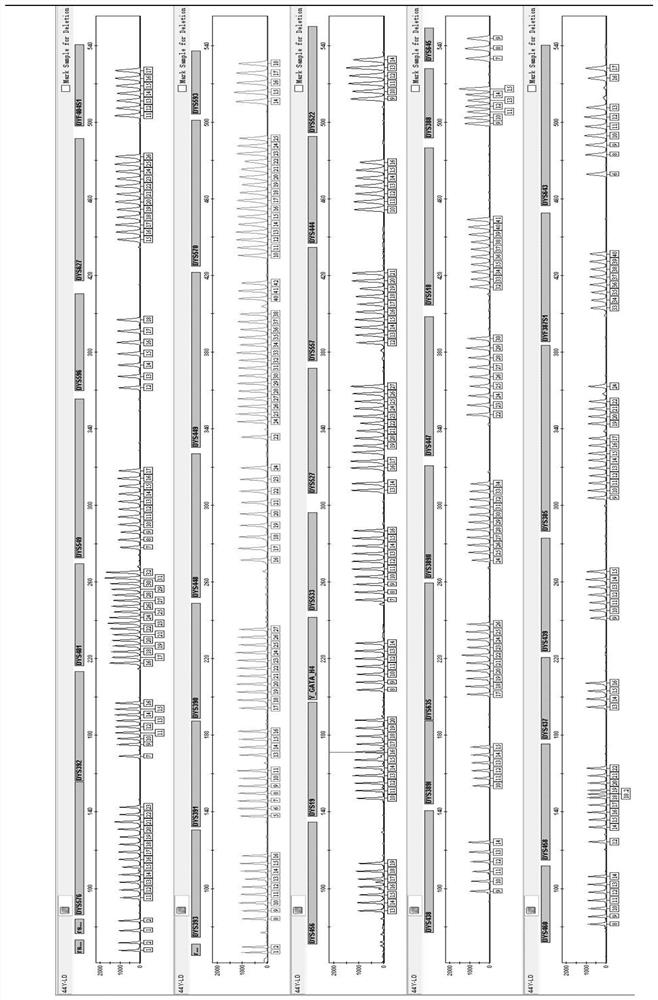 Primer group and kit for simultaneously amplifying 44 Y-STR gene loci of human and application thereof