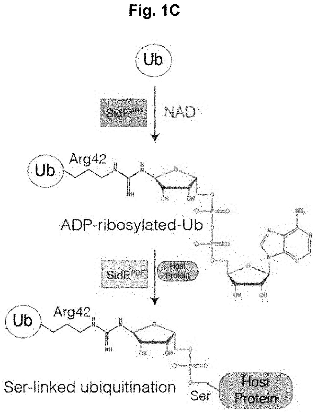 Methods and compositions for detecting protein targets