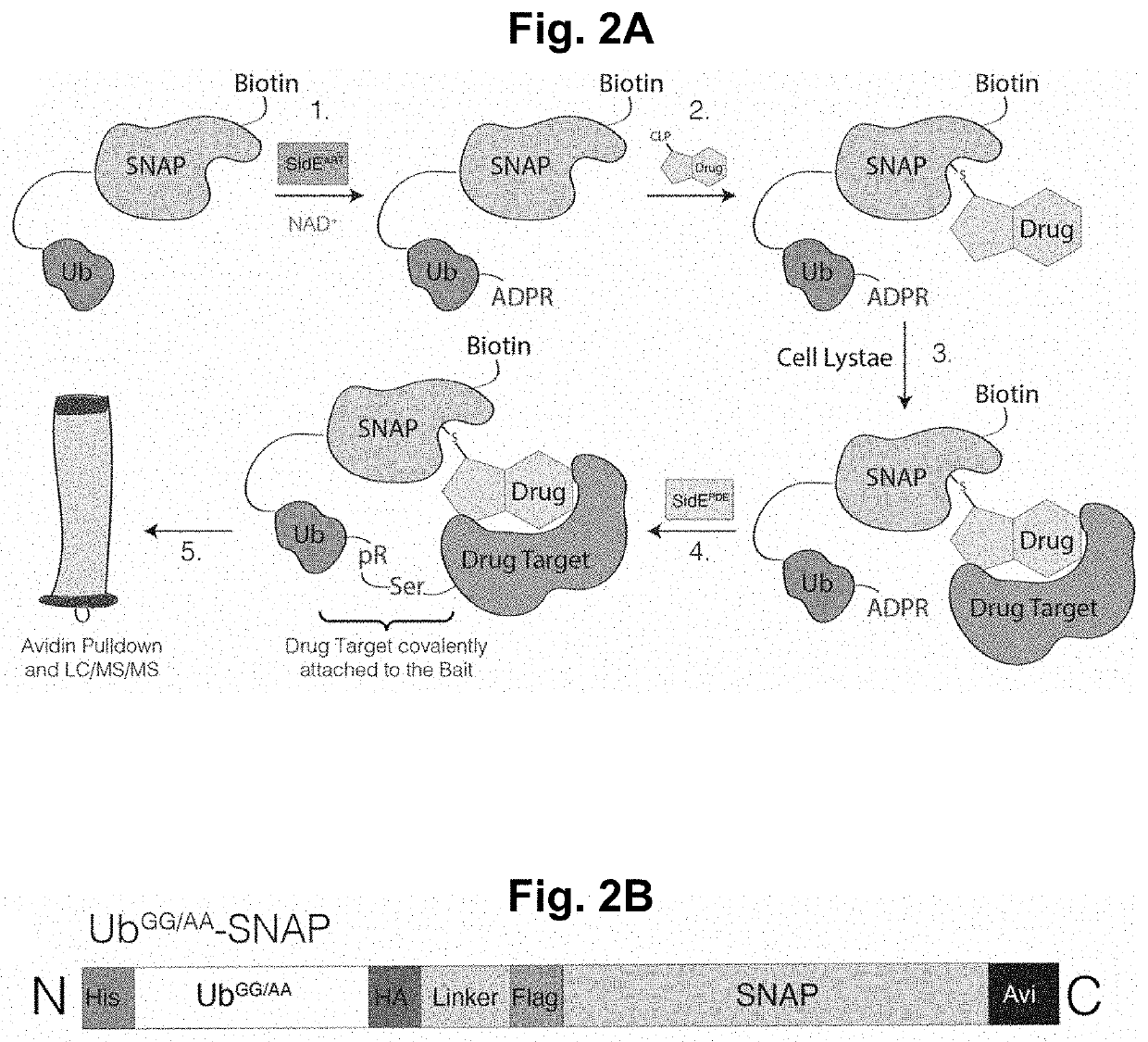 Methods and compositions for detecting protein targets