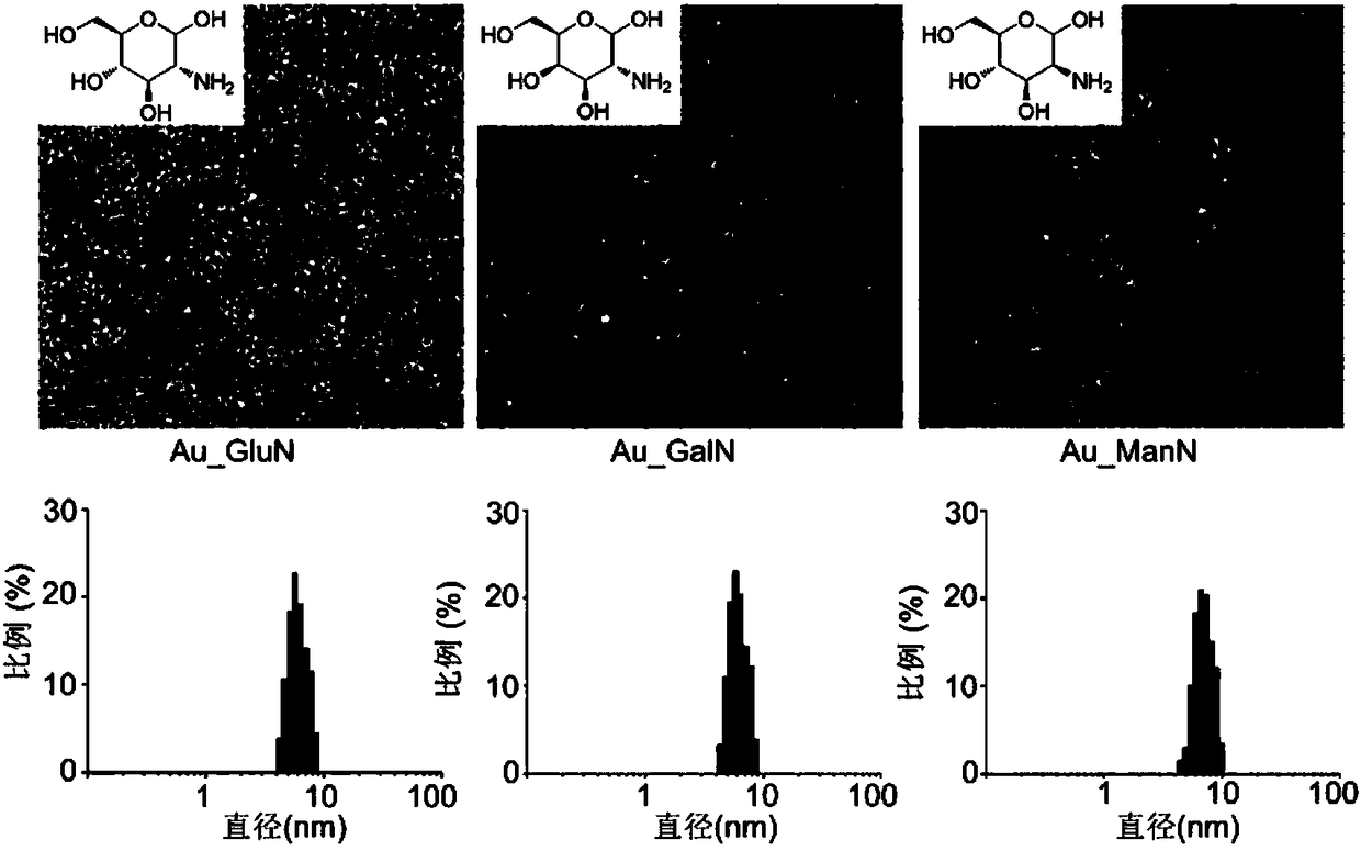 Amino sugar modified antibacterial gold nanoparticle and preparation method thereof, and applications