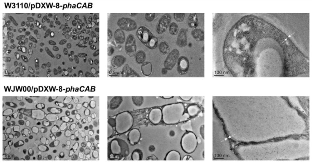 A method for efficiently synthesizing phb by knocking out the rfad gene