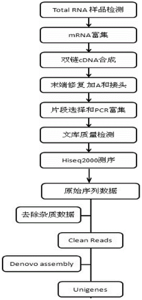 Method for sequencing and development of Asplenium nidus L. EST-SSR primers based on transcriptome