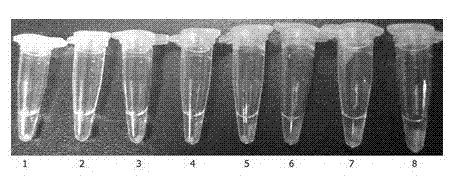 LAMP kit for rapid detection of Salmonella