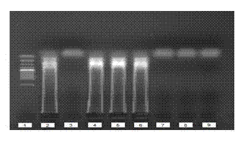 LAMP kit for rapid detection of Salmonella