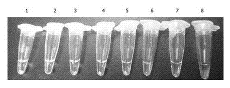 LAMP kit for rapid detection of Salmonella