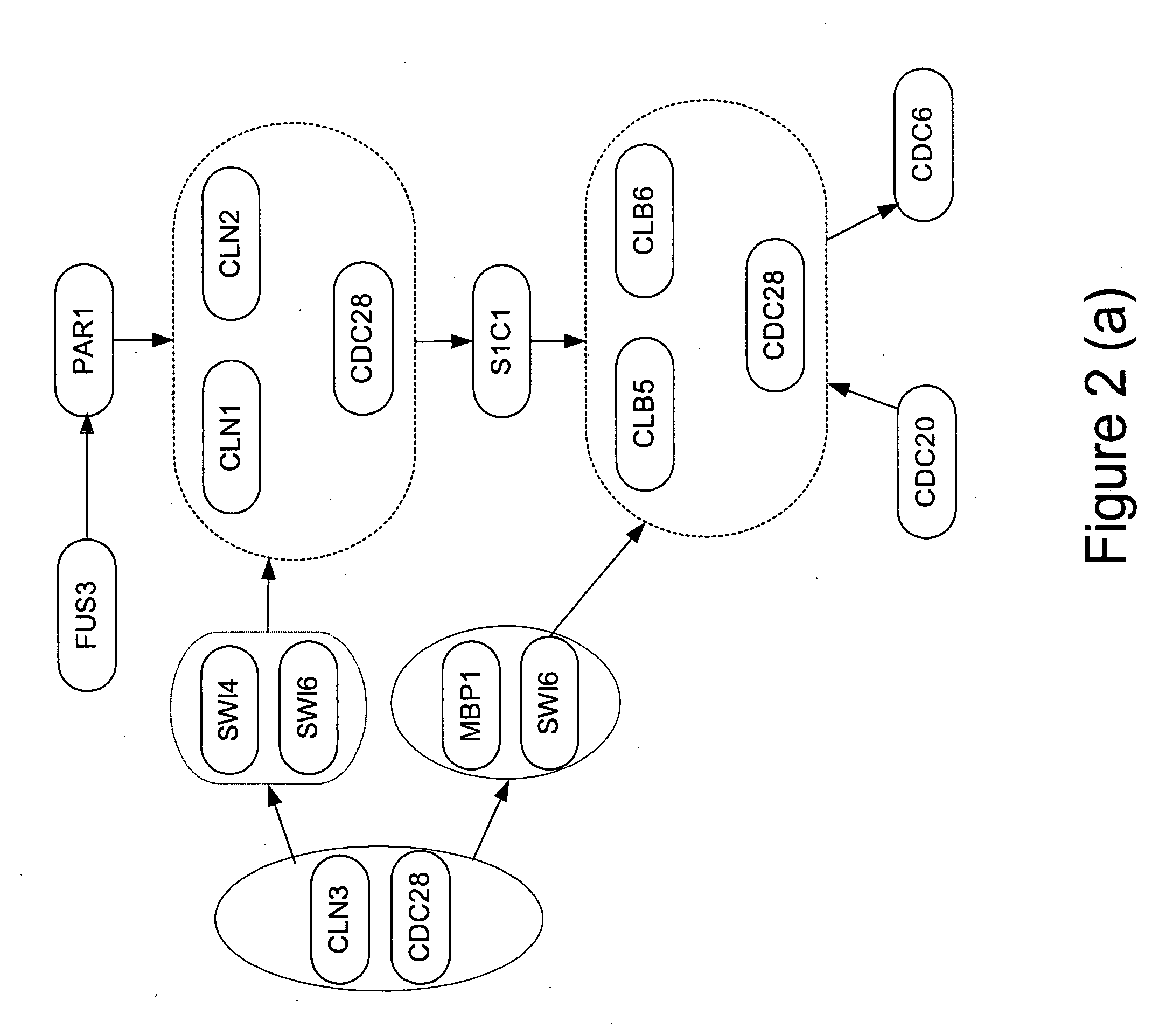 Nonlinear modeling of gene networks from time series gene expression data