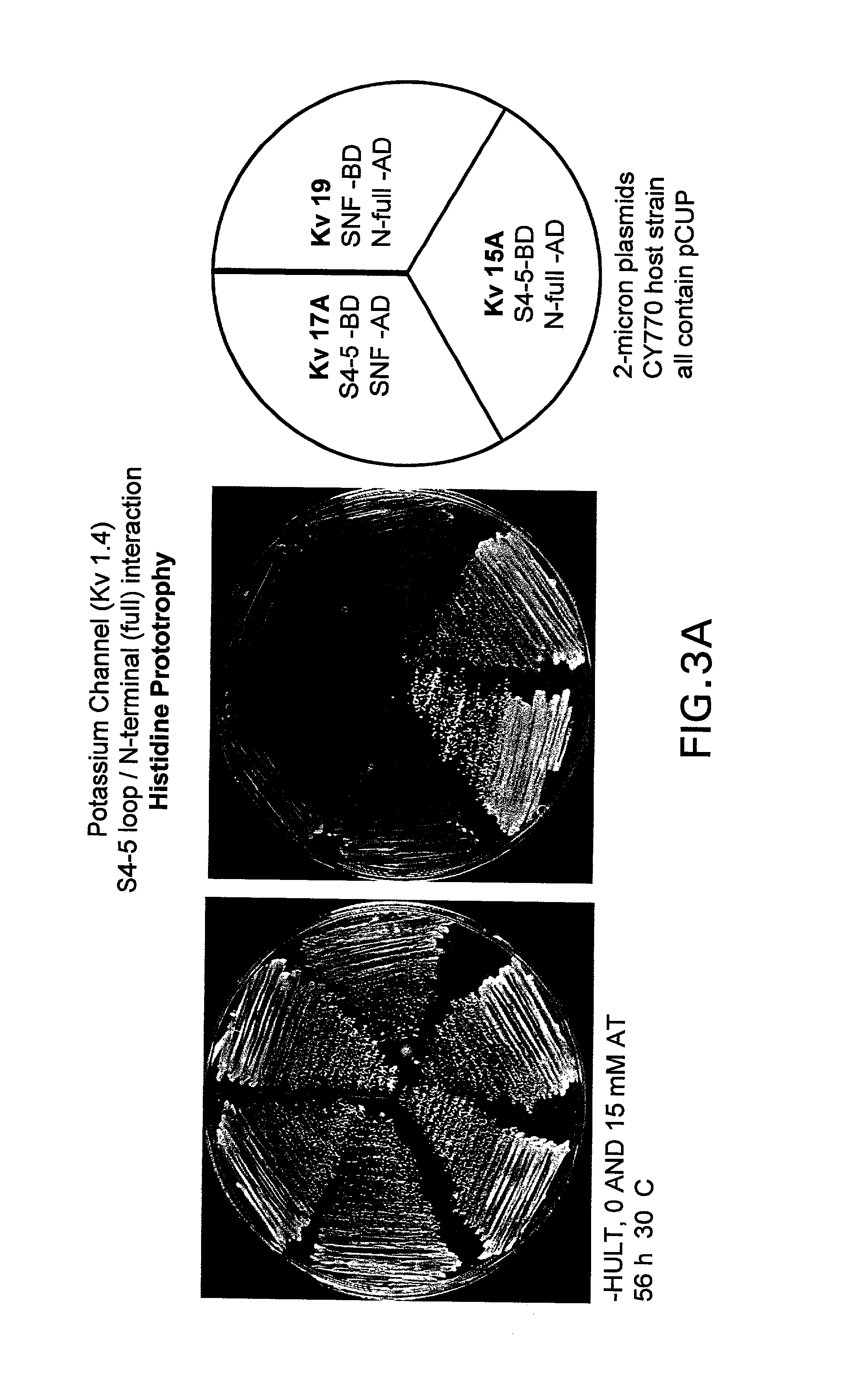 Methods for identifying modulators of N-type ion channel inactivation