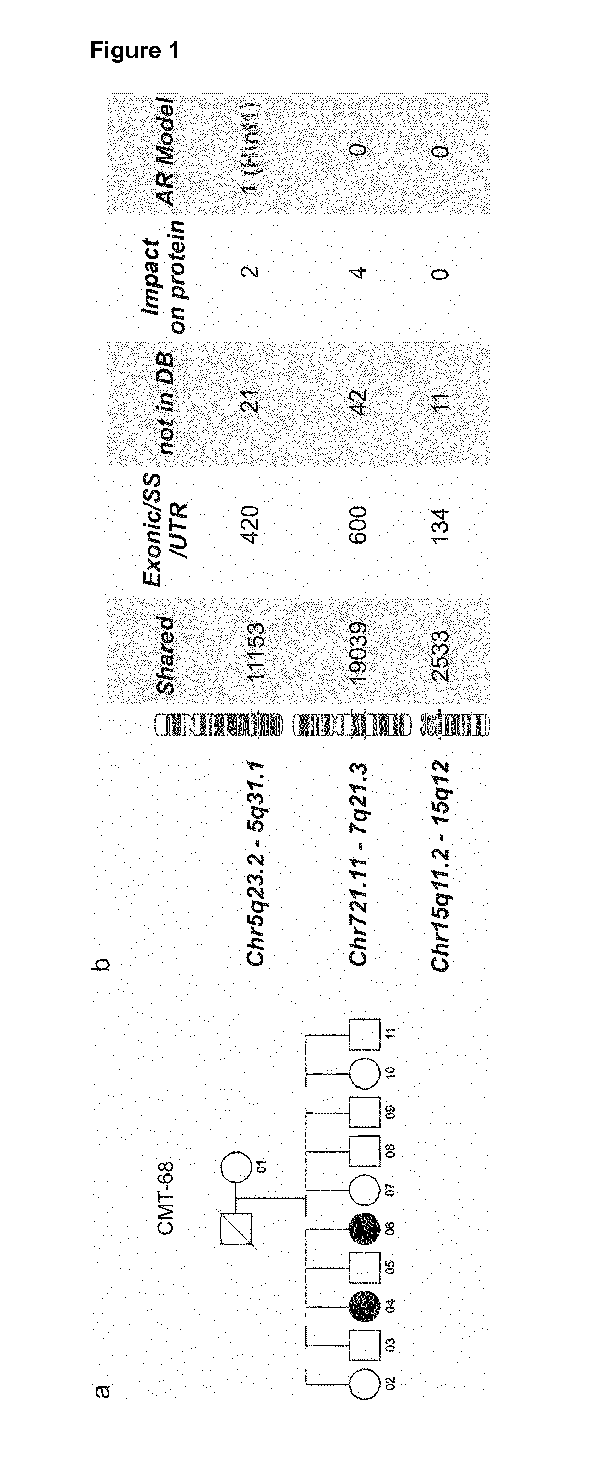 Diagnostic tests for the detection of inherited peripheral neuropathies