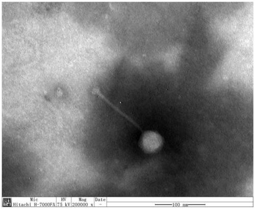 A kind of broad-spectrum Salmonella phage lpstll and its application