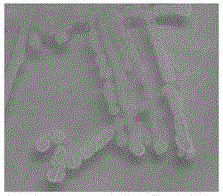 Bacillus megaterium strain and application thereof