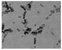 Bacillus megaterium strain and application thereof