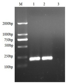 Synthetic peptide vaccine for O-type foot and mouth disease of swine and preparation method thereof