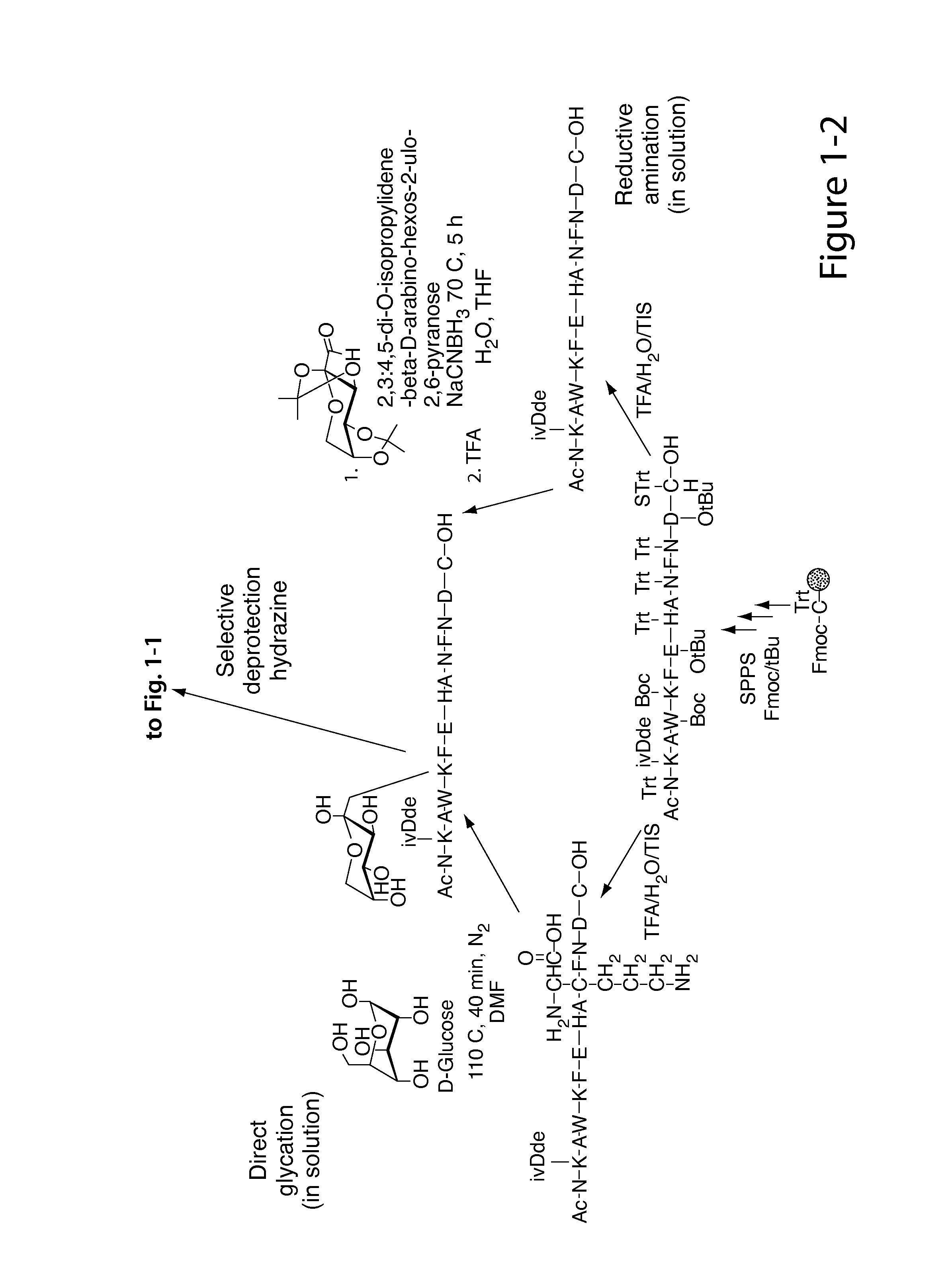 Glycated CD59 peptides, their preparation, and uses thereof