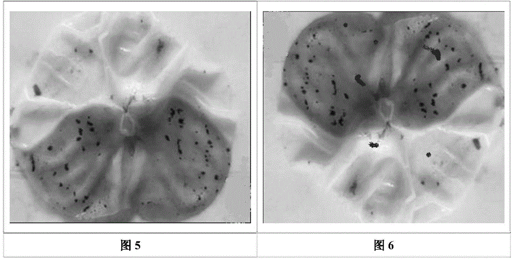 Low-temperature preparation method for American cockroach extract