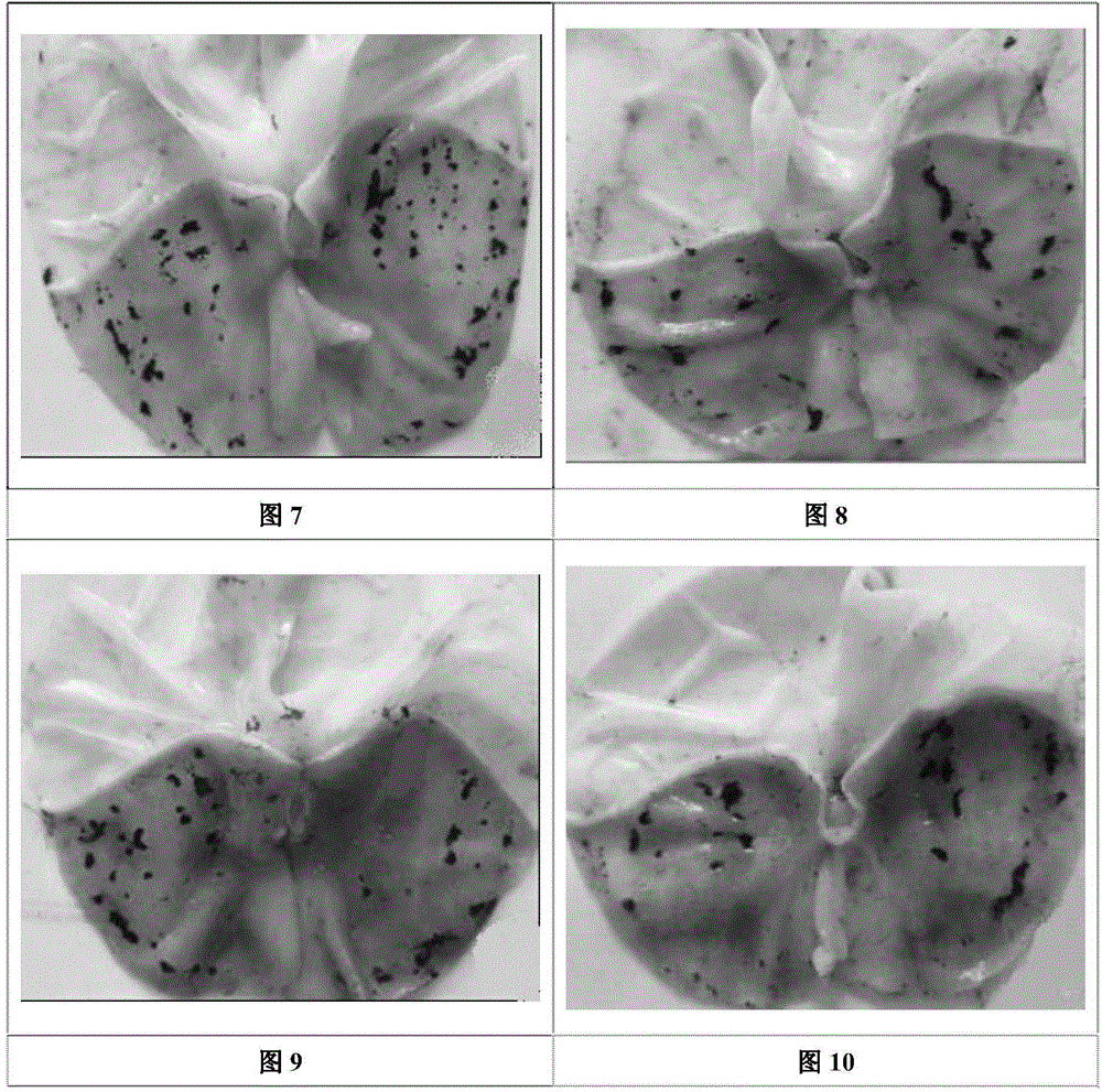 Low-temperature preparation method for American cockroach extract