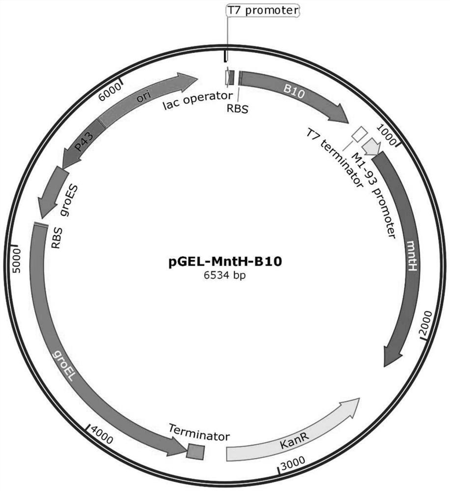 Escherichia coli expression system for producing oxalate oxidase, production method and application of oxalate oxidase