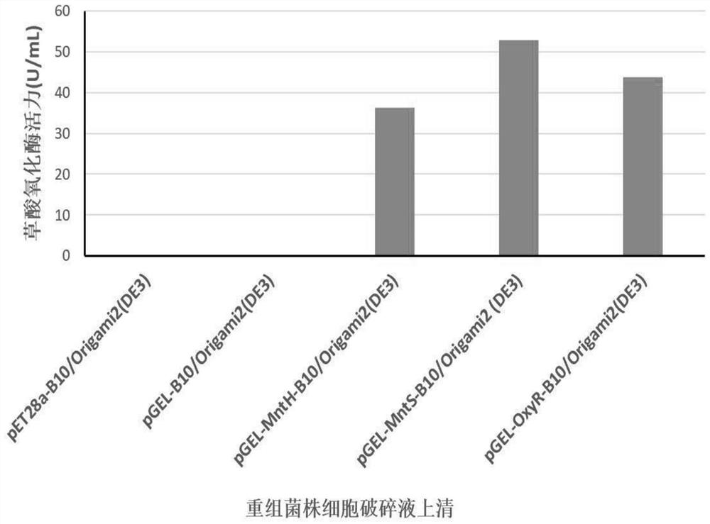 Escherichia coli expression system for producing oxalate oxidase, production method and application of oxalate oxidase