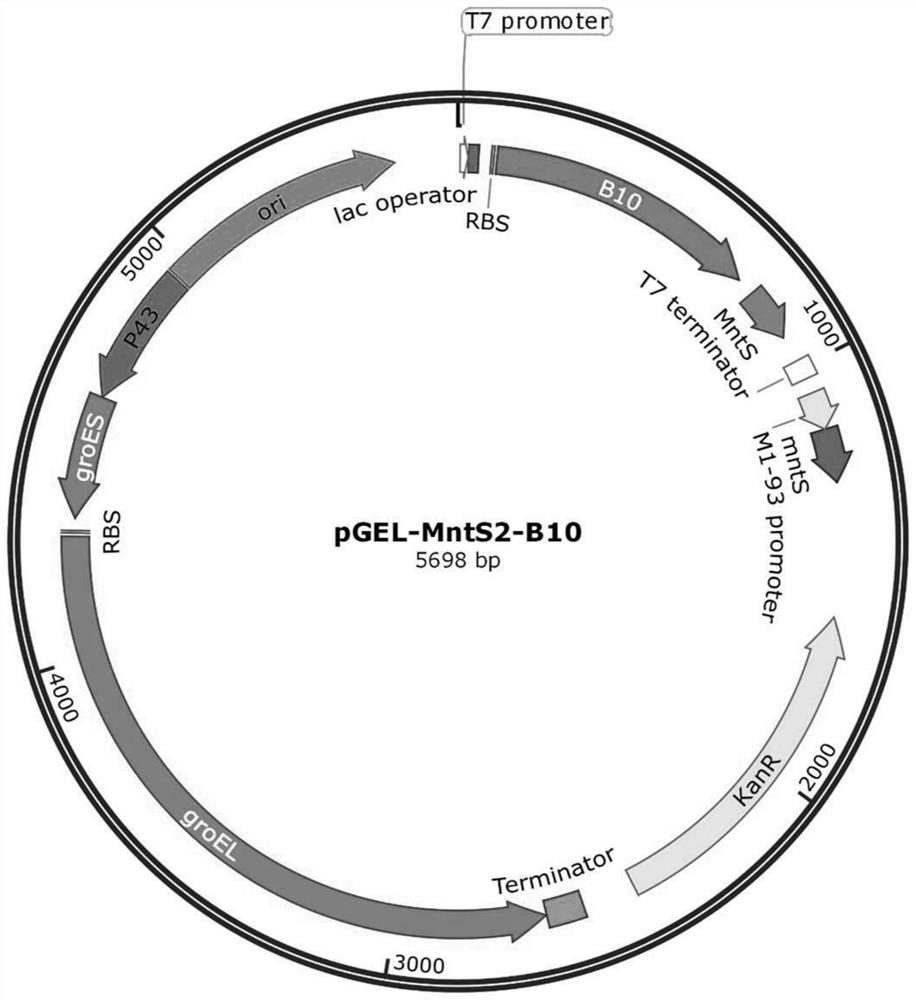 Escherichia coli expression system for producing oxalate oxidase, production method and application of oxalate oxidase