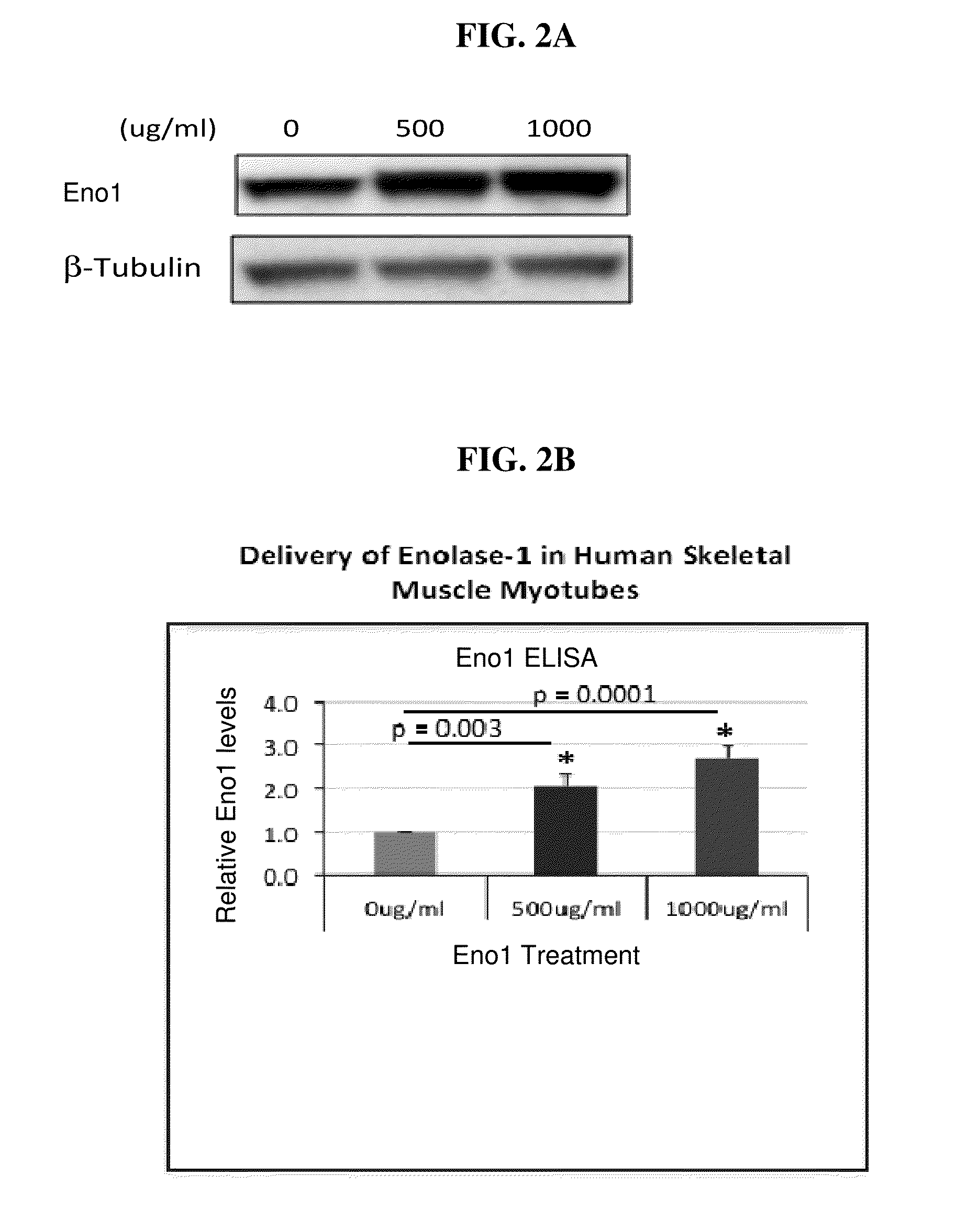 Enolase 1 (ENO1) compositions and uses thereof