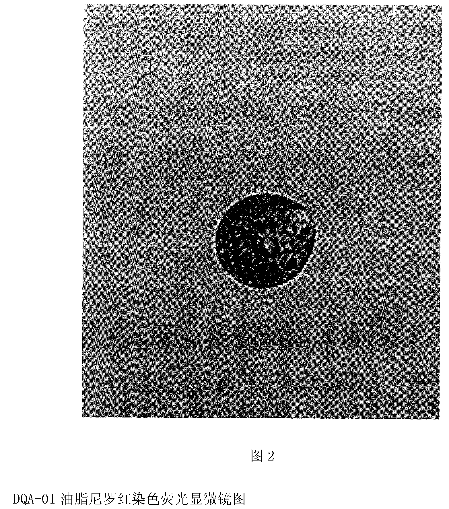 Chlamydomonas strain and application thereof