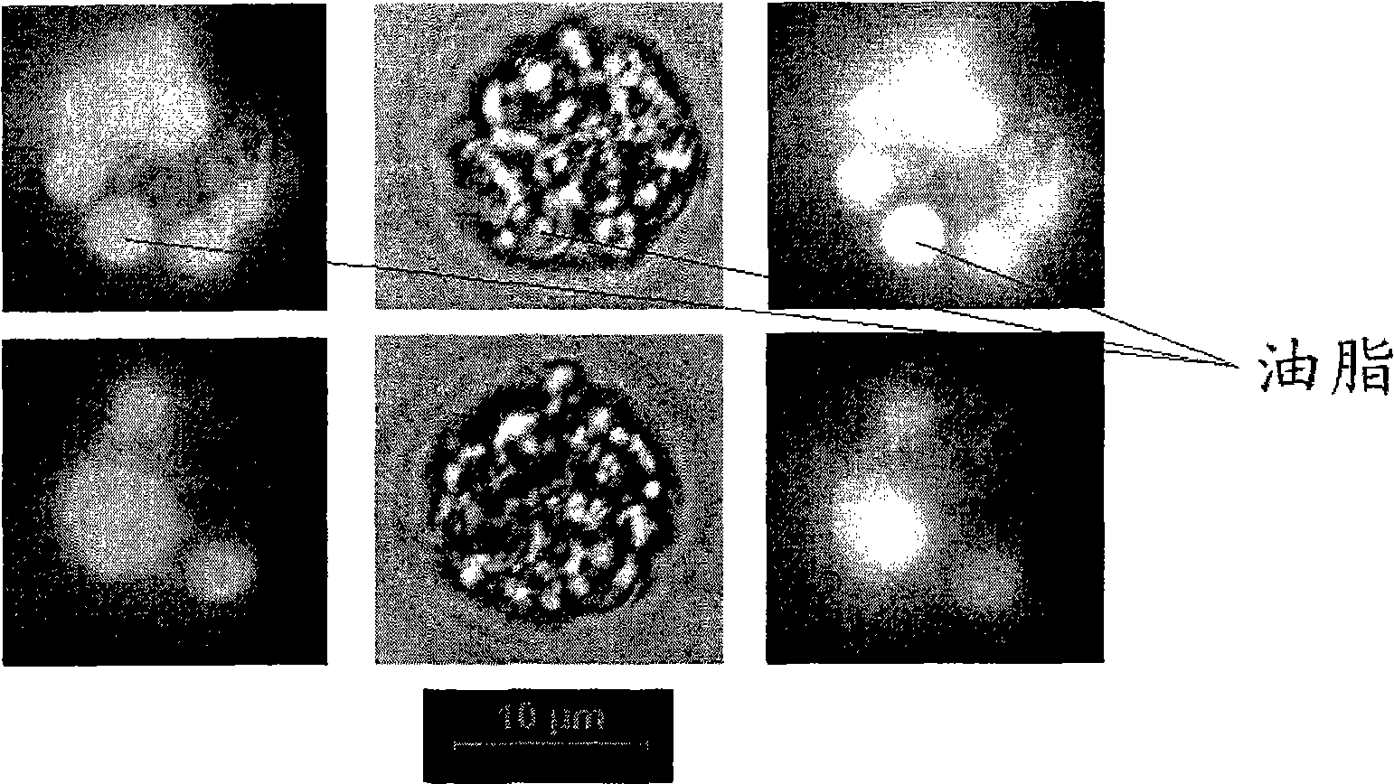 Chlamydomonas strain and application thereof