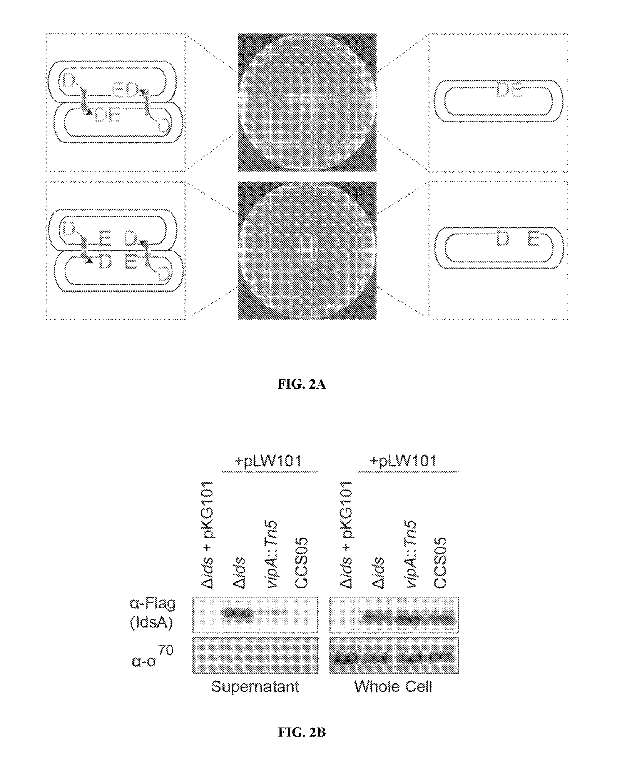 Treating infections using idsd from proteus mirabilis