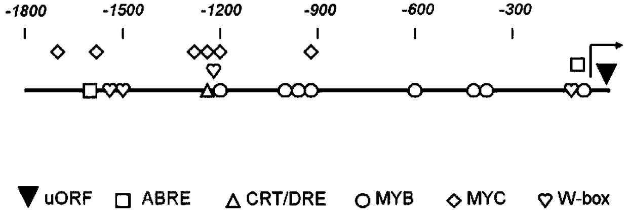 A kind of plant inducible promoter and its application