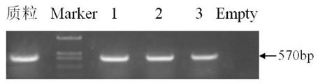 A kind of plant inducible promoter and its application