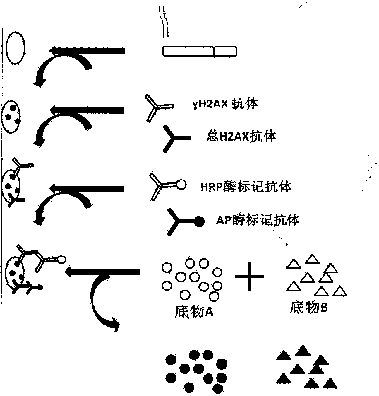 Enzyme-linked immunoassay method for determining content of cell DNA (Deoxyribonucleic Acid) injury marker H2AX