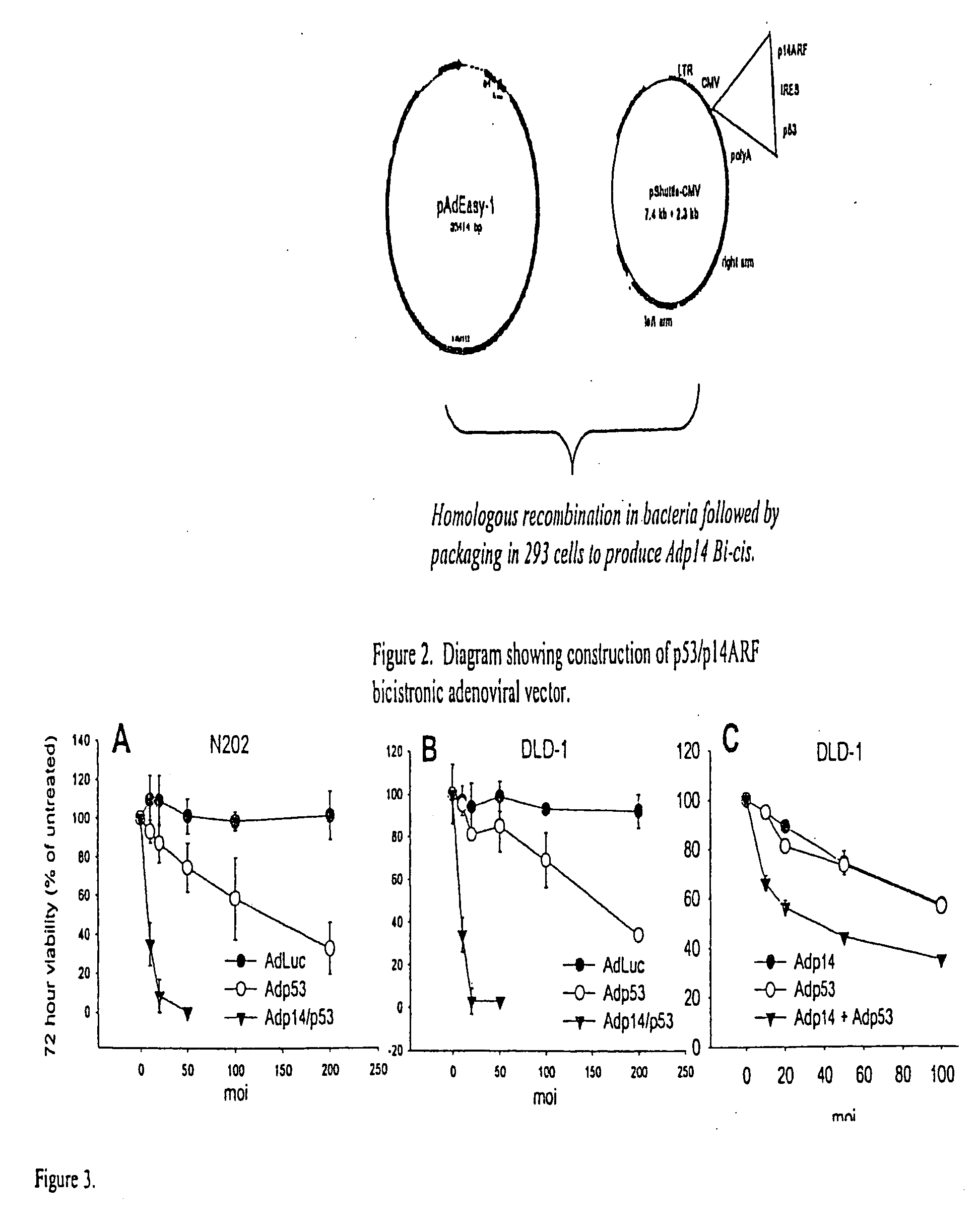 Tumor suppression through bicistronic co-expression of p53 and p14ARF