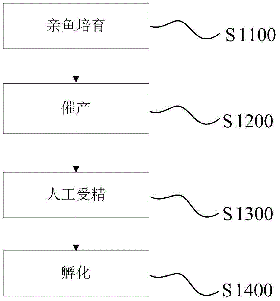 Tor sinensis artificial breeding method