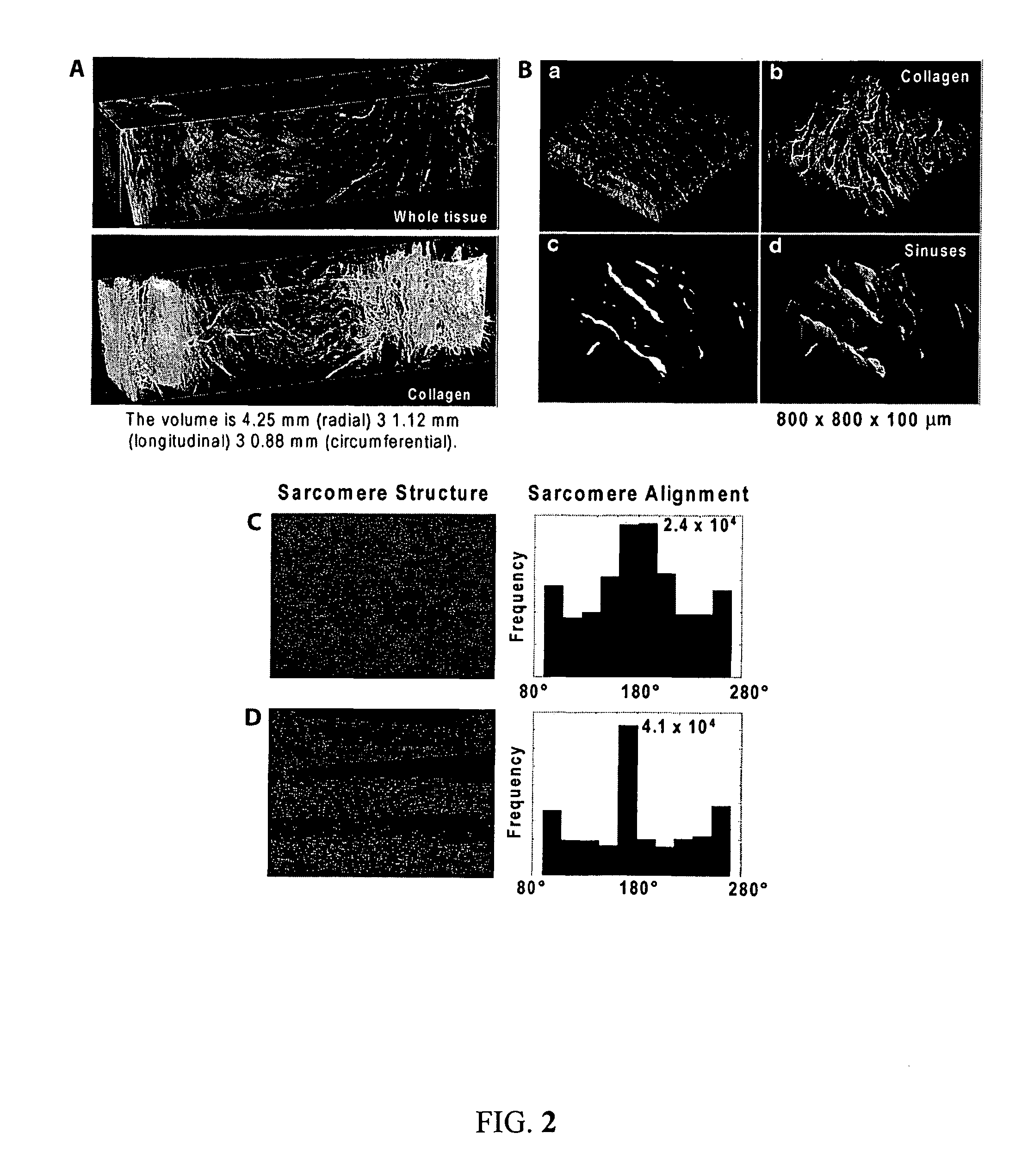 Boundary conditions for the arrangement of cells and tissues