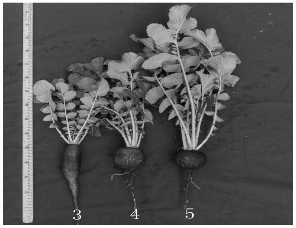 Black radish germplasm resource breeding and utilizing method