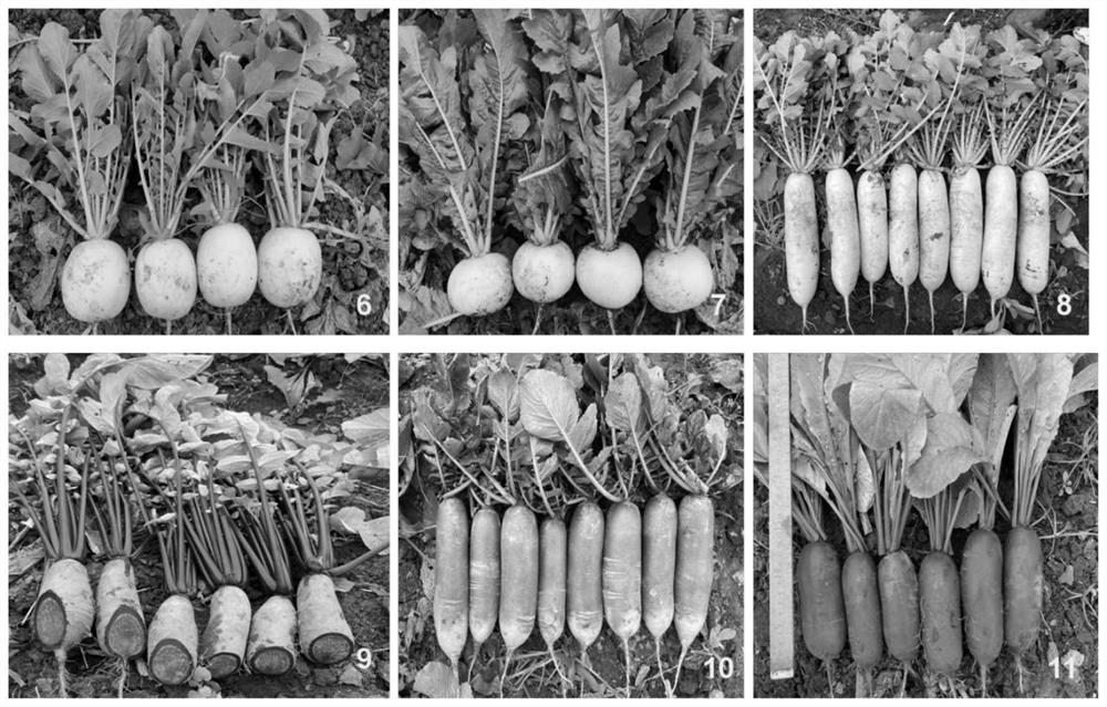 Black radish germplasm resource breeding and utilizing method