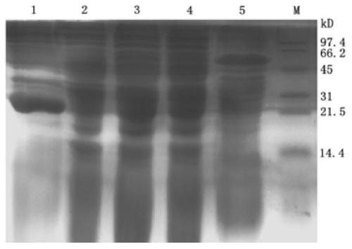 A kind of B cell epitope of type 1 duck hepatitis A virus vp3 protein and its identification method and application