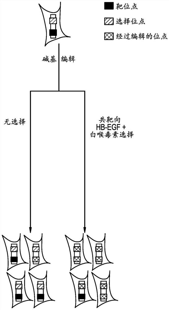 Compositions and methods for improved gene editing