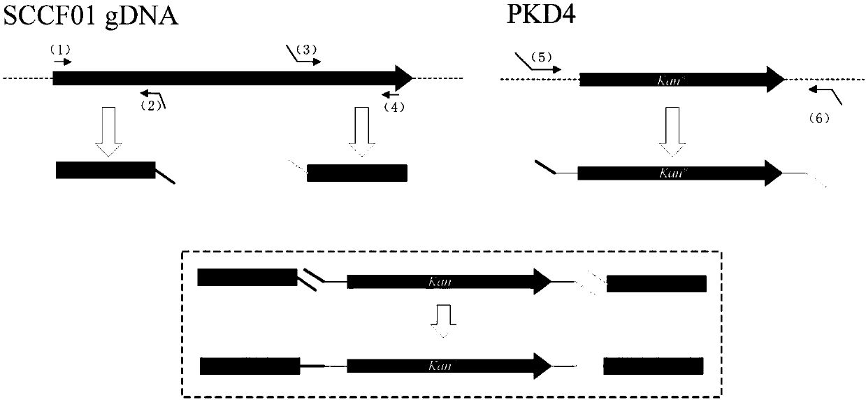 Vibrio mimicus efficient genetic combination method based on natural conversion and application