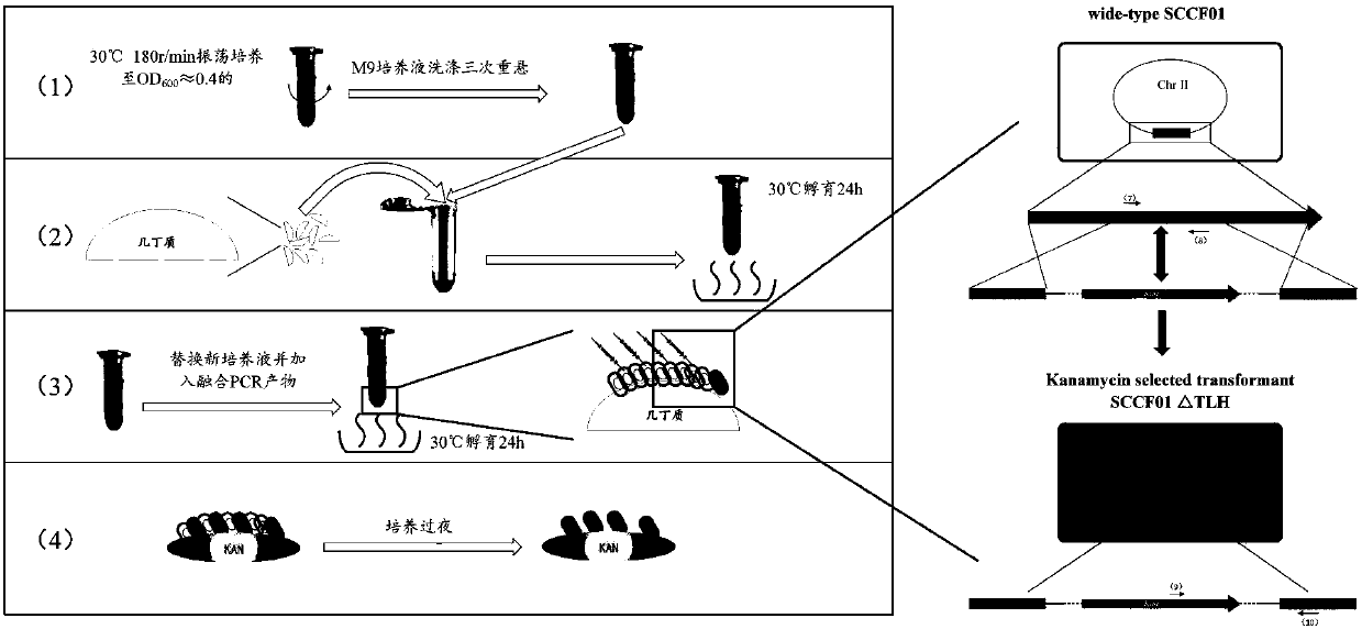 Vibrio mimicus efficient genetic combination method based on natural conversion and application