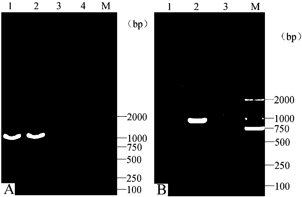 Vibrio mimicus efficient genetic combination method based on natural conversion and application